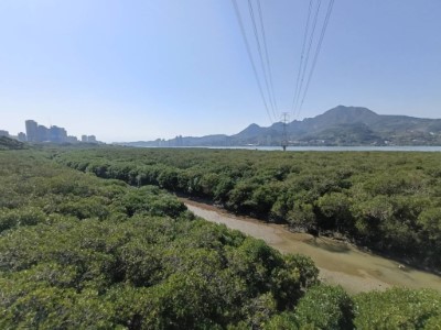 淡水紅樹林水筆仔3